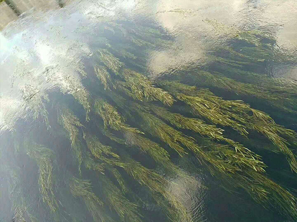 ۺȻXȜQˮˎӵЧչʾ